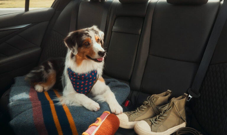 2024 INFINITI Q50 Interior Rear Seating With Dog